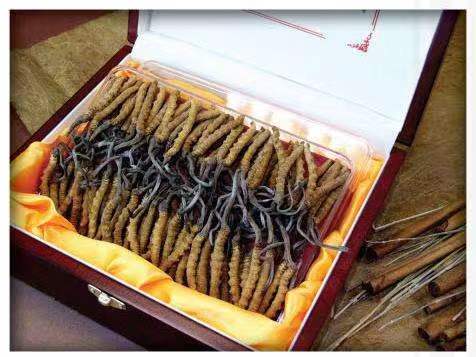 万源冬虫夏草回收